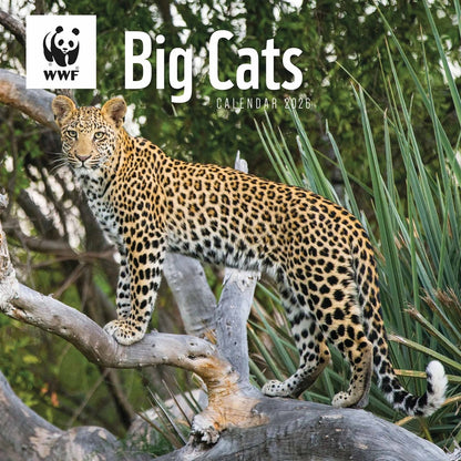 WWF Big Cats Square Calendar 2026 – Roaring Beauty All Year Round