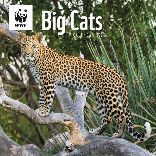 WWF Big Cats Square Calendar 2026 – Roaring Beauty All Year Round