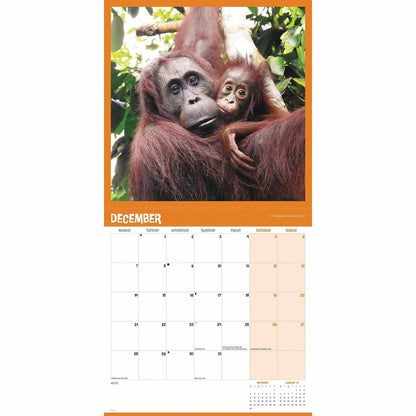 Orangutan Square Calendar 2026 – A Tribute to the Great Apes