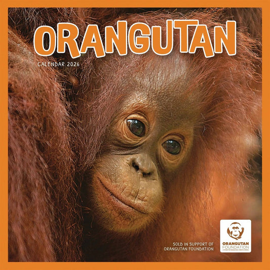 Orangutan Square Calendar 2026 – A Tribute to the Great Apes