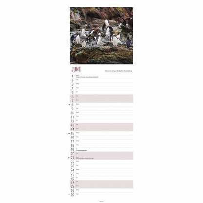 WWF Penguin Slim Calendar 2026 – Stunning Wildlife Photography