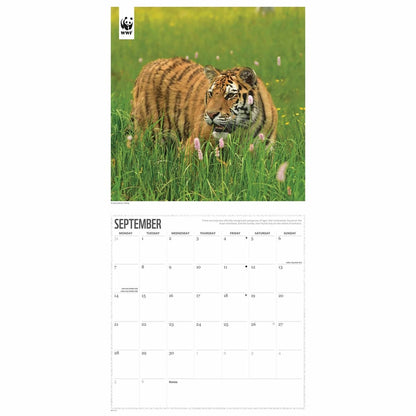 WWF Tigers Wall Square Calendar 2026 – Celebrate the Beauty of the Wild