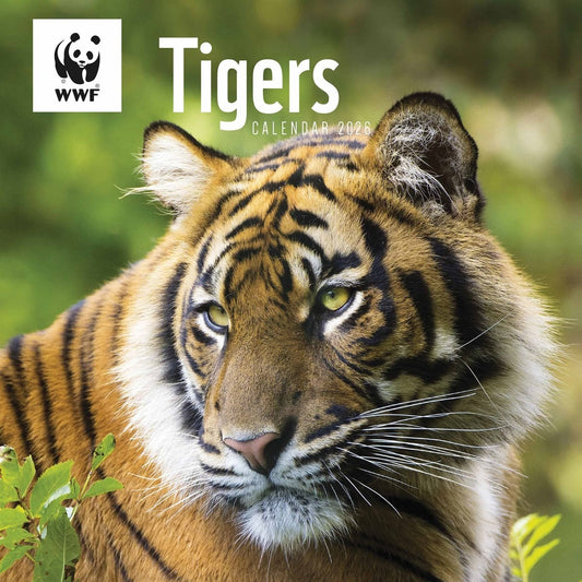 WWF Tigers Wall Square Calendar 2026 – Celebrate the Beauty of the Wild