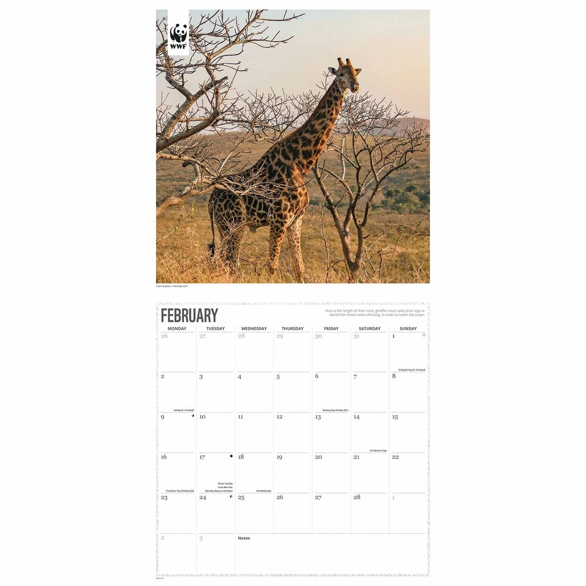 WWF Giraffes Wall Square Calendar 2026 – A Towering Tribute to Nature
