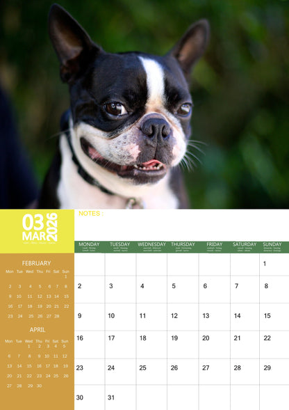 Boston Terrier Dog Calendar 2026 – M-PRA Range