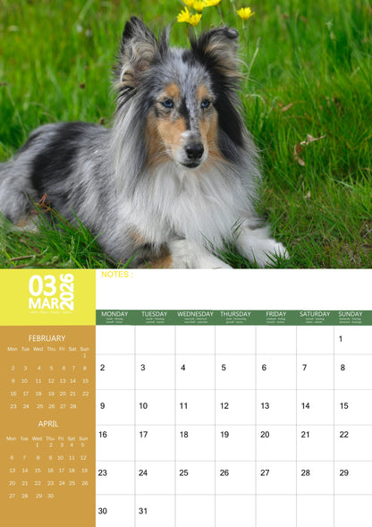 Shetland Sheepdog Calendar 2026 – M-PRA Range