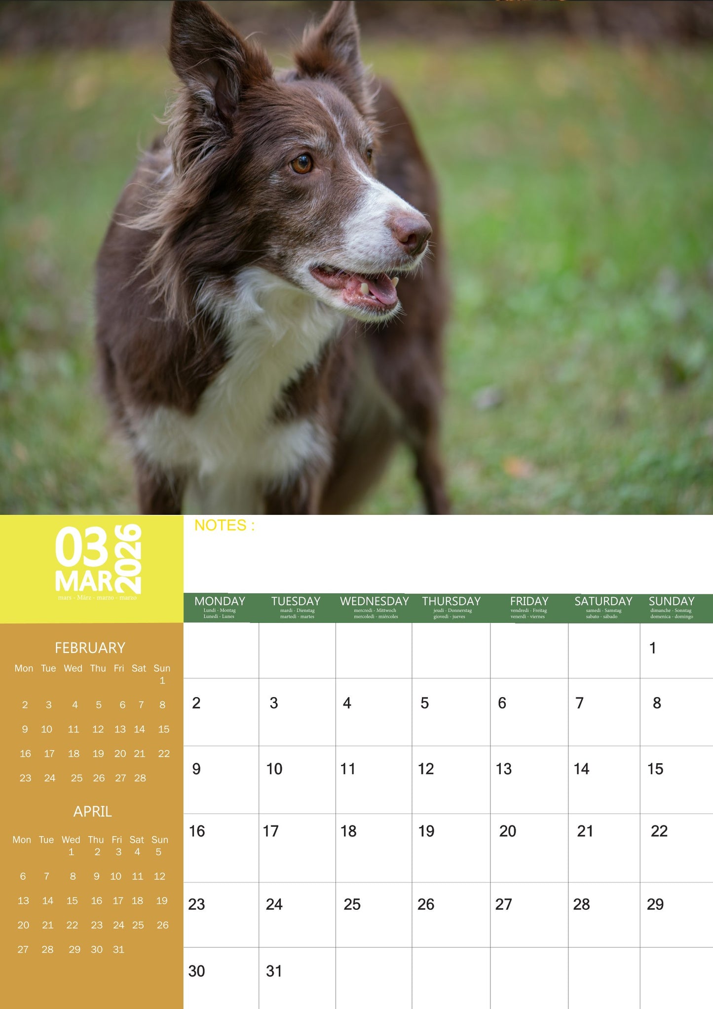 Border Collie Dog Calendar 2026 – M-PRA Range