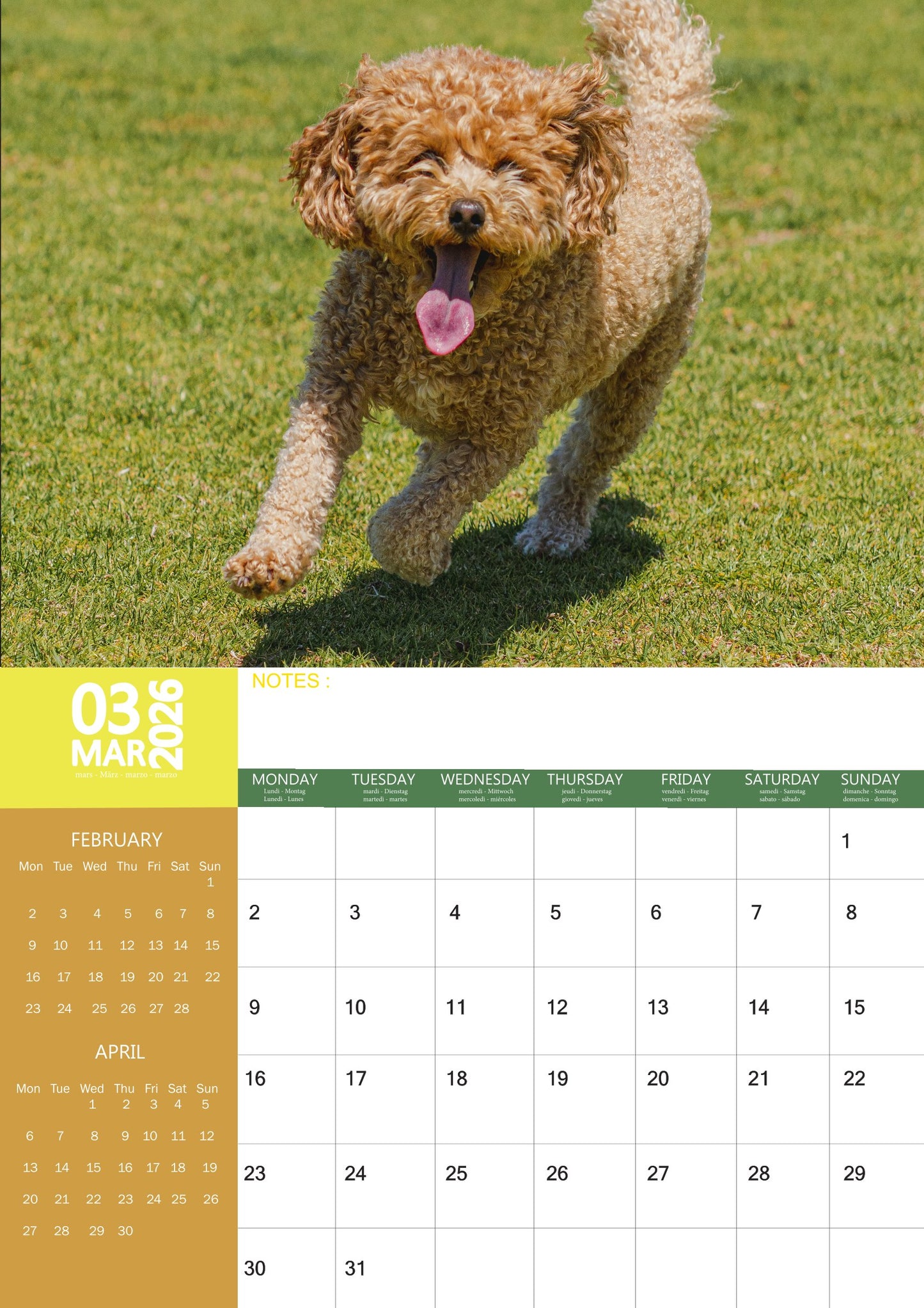 Cavoodle Dog Calendar 2026 – M-PRA Range
