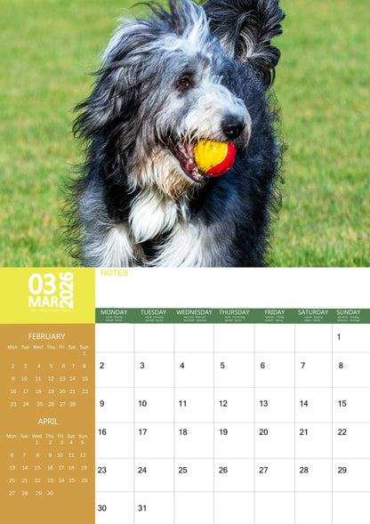 Bearded Collie Dog Calendar 2026 – M-PRA Range