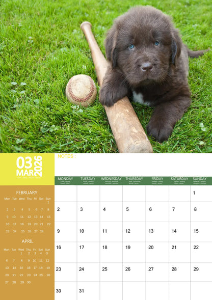 Newfoundland Dog Calendar 2026 – M-PRA Range