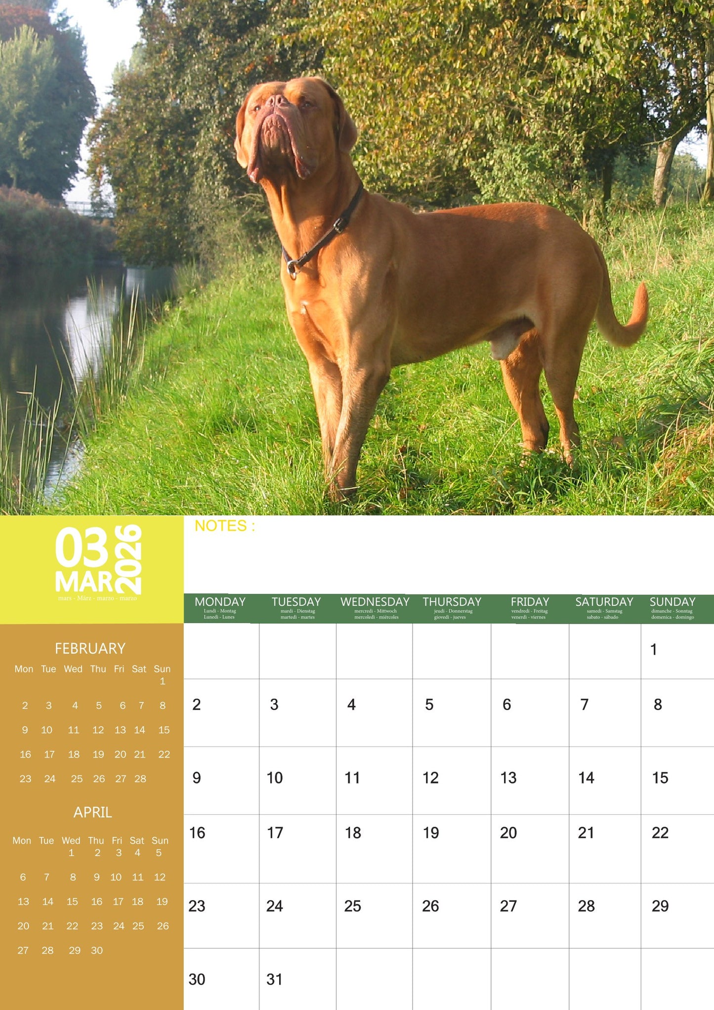 Dogue De Bordeaux Dog Calendar 2026 – M-PRA Range