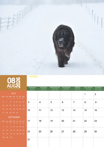 Newfoundland Dog Calendar 2026 – M-PRA Range