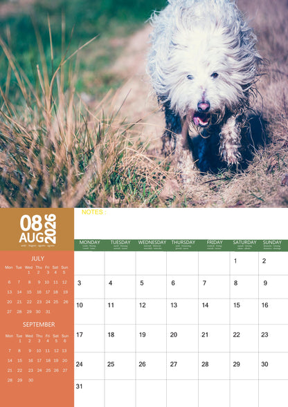 Old English Sheepdog Calendar 2026 – M-PRA Range