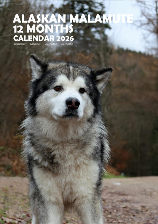 Alaskan Malamute Dog Calendar 2026 – M-PRA Range