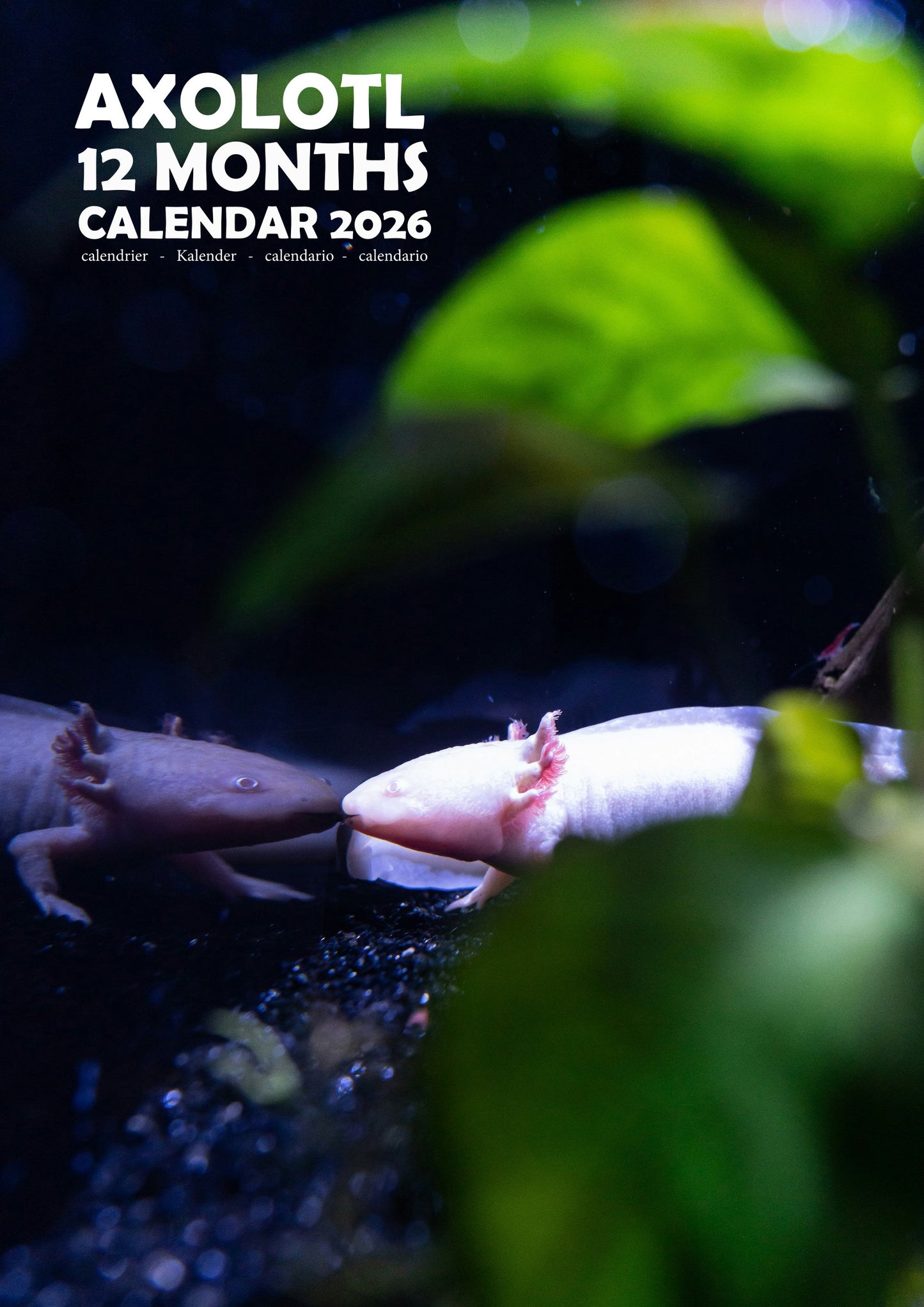Axolotl Calendar 2026 – M-PRA Range