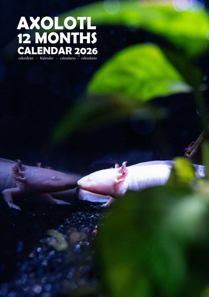 Axolotl Calendar 2026 – M-PRA Range