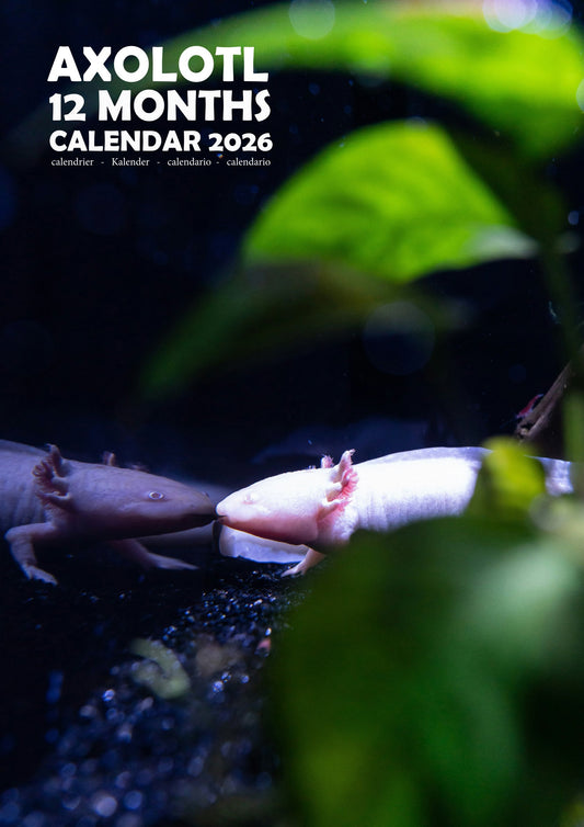 Axolotl Calendar 2026 – M-PRA Range