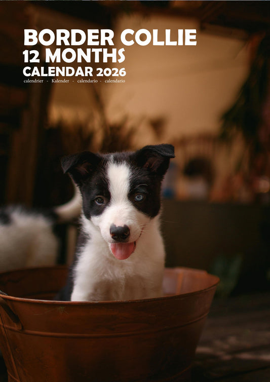 Border Collie Dog Calendar 2026 – M-PRA Range