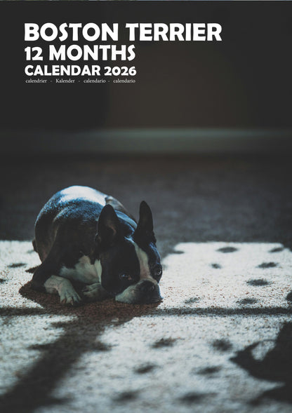 Boston Terrier Dog Calendar 2026 – M-PRA Range