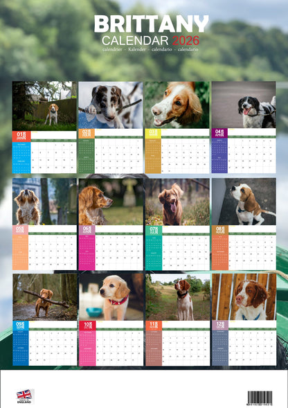 Brittany Dog Calendar 2026 – M-PRA Range