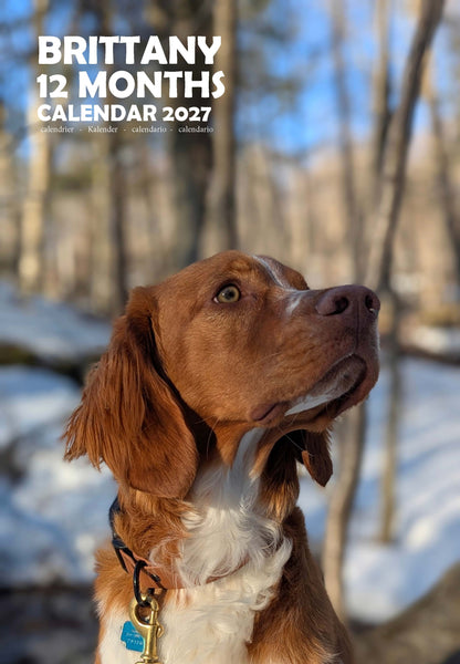 Brittany Dog Calendar 2027 – M-PRA Range