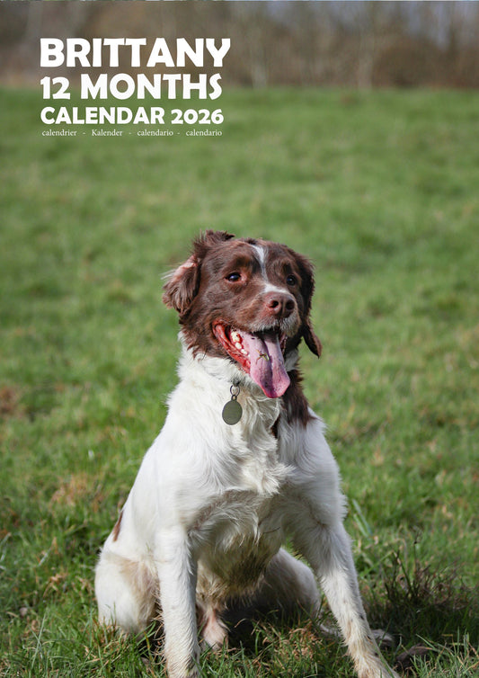 Brittany Dog Calendar 2026 – M-PRA Range