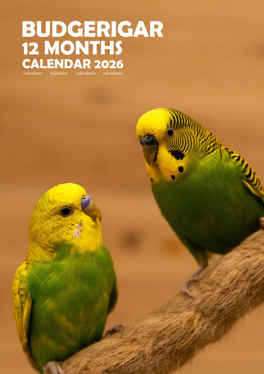 Budgerigar Calendar 2026 – M-PRA Range