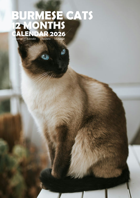Burmese Cats Calendar 2026 – M-PRA Range