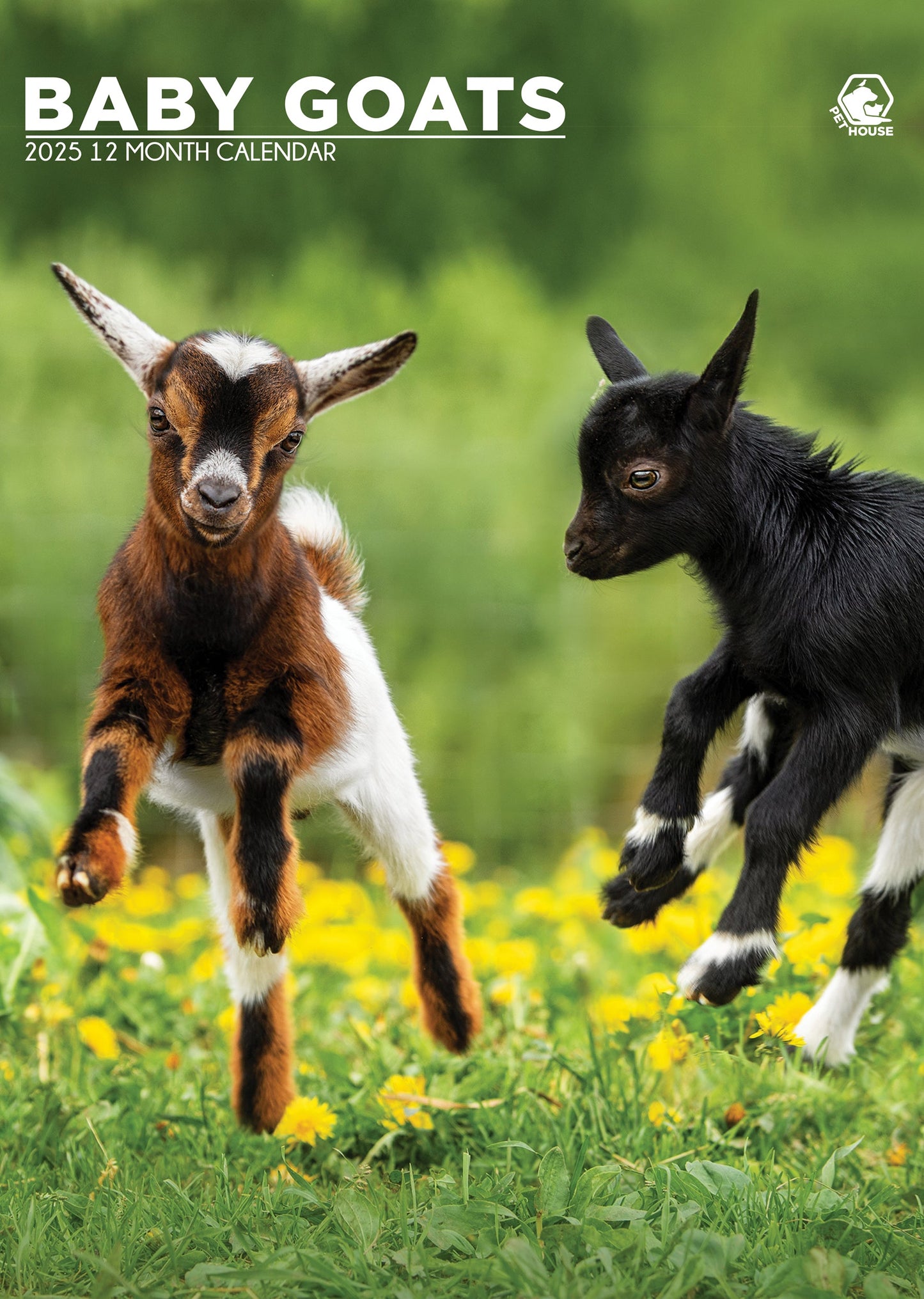 Baby Goats Calendar 2025