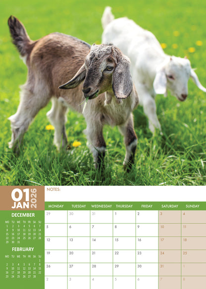 Baby Goats Calendar 2026 – A Year of Sweetness and Smiles
