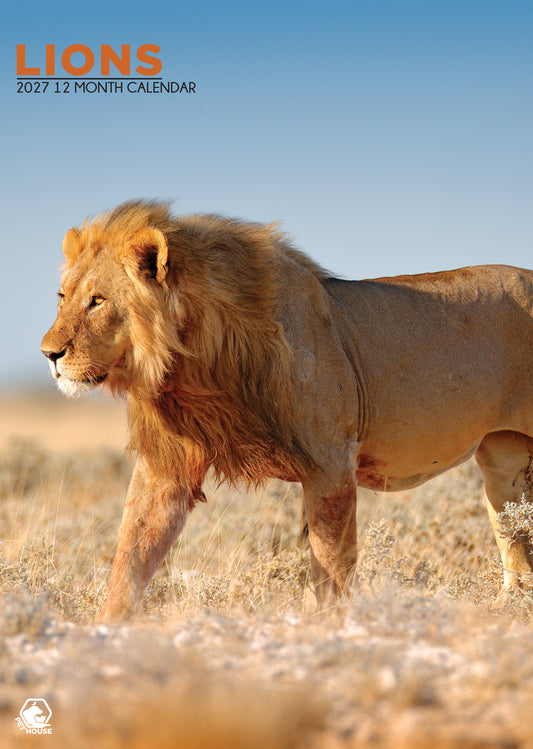 Lions Calendar 2027 – A Majestic Tribute to the King of the Jungle