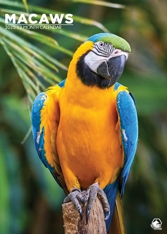 Macaws Calendar 2025