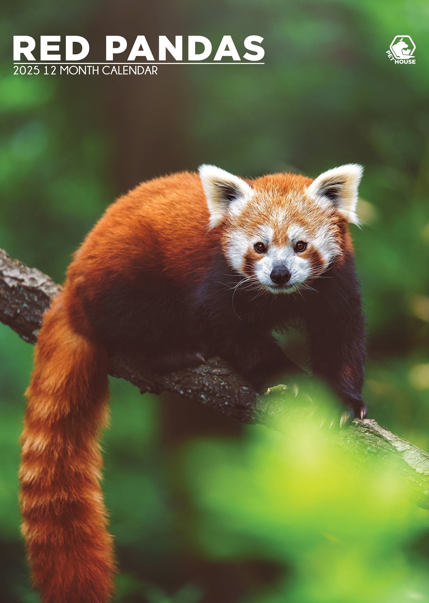 Red Panda Calendar 2025