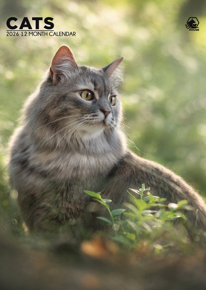 Cats Calendar 2026 – A Year of Feline Elegance
