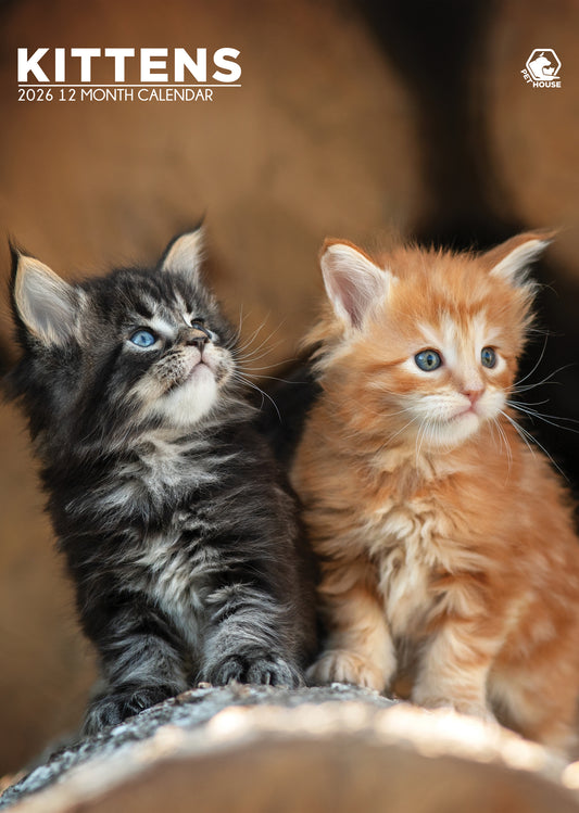 Kittens Calendar 2026 – A Year of Cuteness Overload