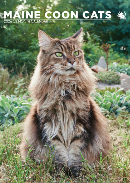 Maine Coon Cats Calendar 2026 – A Year of Majestic Beauty