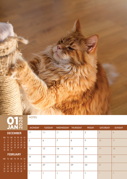 Maine Coon Cats Calendar 2026 – A Year of Majestic Beauty