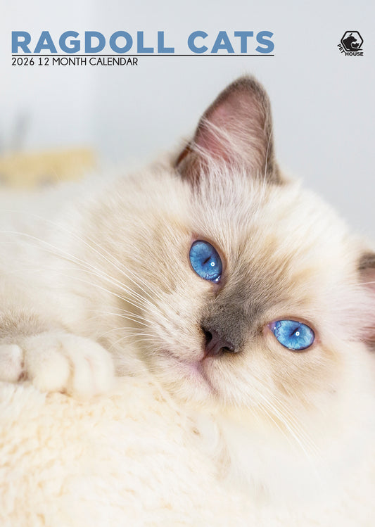 Ragdoll Cats Calendar 2026 – A Year of Relaxed Beauty