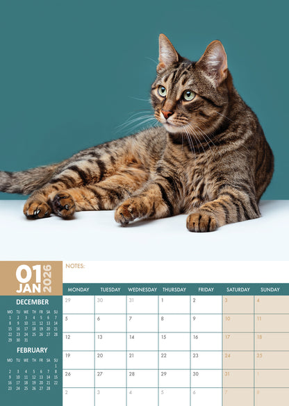 Tabby Cats Calendar 2026 – Adorable and Playful Companions