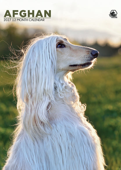 Afghan Hound Calendar 2027 – A3 Wall Calendar for Afghan Dog Lovers