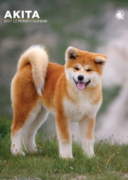 Akita Calendar 2027 – Majestic A3 Wall Calendar for Dog Enthusiasts