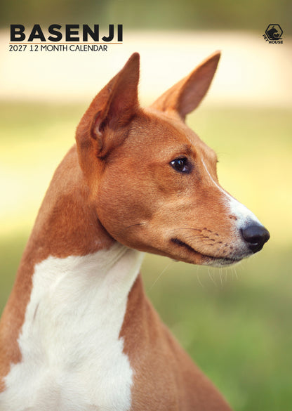 Basenji Calendar 2027 – A3 Wall Calendar for Lovers of the Barkless Dog
