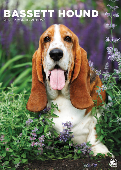 Basset Hound Calendar 2027 – A Year of Droopy Ears and Big Eyes