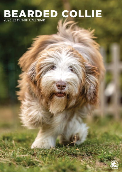 Bearded Collie Calendar 2027 – A Year of Lush Coats and Playful Spirits