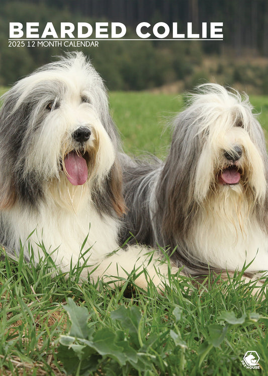 Bearded Collie Calendar 2025