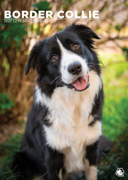 Border Collie Calendar 2027 – A Year of Intelligence, Energy & Beauty