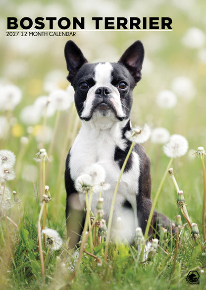 Boston Terrier Calendar 2027 – A Year with the Gentle, Lively “American Gentleman”