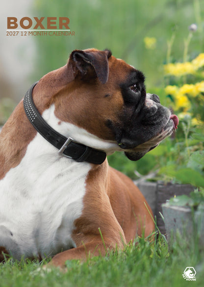 Boxer Calendar 2027 – Celebrate a Year with This Energetic and Loyal Breed