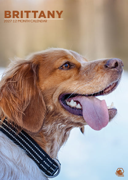 Brittany Calendar 2027 – A Year of Charm with This Energetic and Elegant Breed