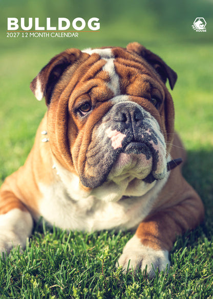 Bulldog Calendar 2027 – A Year of Charm, Courage, and Canine Love